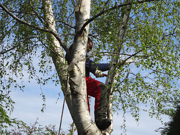 Best Palm Tree Trimming  in Donald, OR